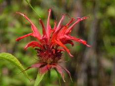 Monarda 'Squaw' bestellen